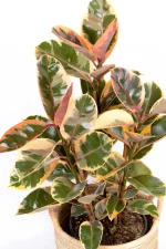 Side view of Multi-stem Rubber Tree Belize