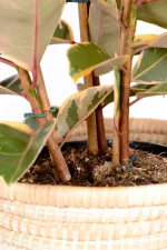 Base of Multi-stem Rubber Tree Belize showing 3 stems