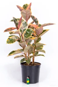 Multi-stem Rubber Tree Belize in black pot with light foir size comparison