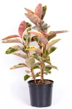 Multi-stem Rubber Tree Belize in black 23cm pot