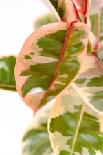 CLose up of pink leaves of Multi-stem Rubber Tree Belize