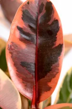 MMacro shot of Multi-stem Rubber Tree Belize leaf