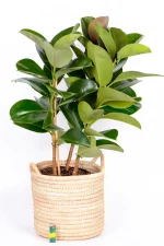 Multi-Stem Rubber Tree Robusta in basket