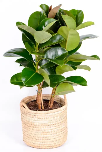 Multi-Stem Rubber Tree Robusta in handwoven basket
