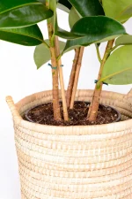Base of Multi-Stem Rubber Tree Robusta showing three stems