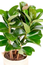 Close up of Multi-Stem Rubber Tree Robusta