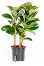 Multi-Stem Rubber Tree Robusta with lighter next to it to indicate size