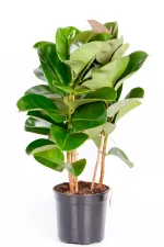 Multi-Stem Rubber Tree Robusta in black 23cm pot