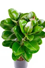 Top view of a busy Multi-Stem Rubber Tree Robusta