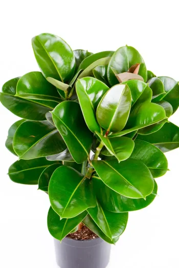 Top view of a busy Multi-Stem Rubber Tree Robusta