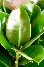 New leaf emerging of a Multi-Stem Rubber Tree Robusta