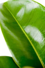 Macro shot of deep green Multi-Stem Rubber Tree Robusta