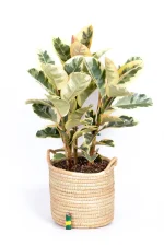 Multi-Stem Rubber Tree Tineke on a white table