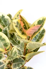 Top picture of a Multi-Stem Rubber Tree Tineke