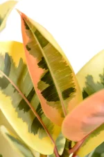 Top new leaf of a Multi-Stem Rubber Tree Tineke