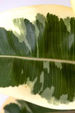 Macro show of a leaf of a Multi-Stem Rubber Tree Tineke