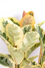 New top growth of Multi-Stem Rubber Tree Tineke