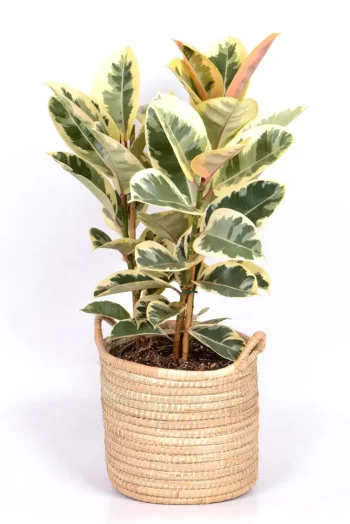 Multi-Stem Rubber Tree Tineke in a handwoven basket