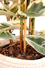 Three stems of growth of a Multi-Stem Rubber Tree Tineke