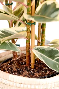 Three stems of growth of a Multi-Stem Rubber Tree Tineke