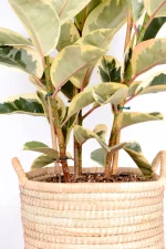Close up of the base of Multi-Stem Rubber Tree Tineke showing three stems