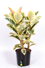 Multi-Stem Rubber Tree Tineke with lighter at the bottom on a white surface