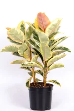 Side view of a Multi-Stem Rubber Tree Tineke