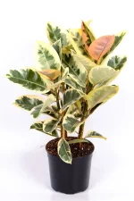 Multi-Stem Rubber Tree Tineke in a black nursery pot