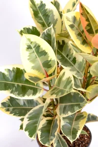 Compact and dense growth of a Multi-Stem Rubber Tree Tineke