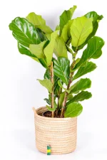 Large Multi-Stem Fiddle Leaf Fig on white floor