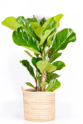Large Multi-Stem Fiddle Leaf Fig in a handwoven basket