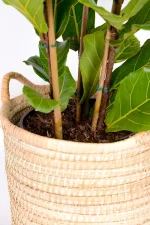 Close up of base of three stems of Large Multi-Stem Fiddle Leaf Fig