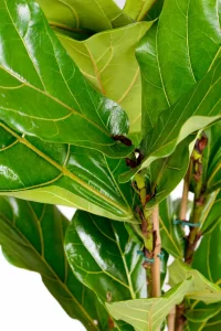 CLose up of thick glossy leaves of a Large Multi-Stem Fiddle Leaf Fig