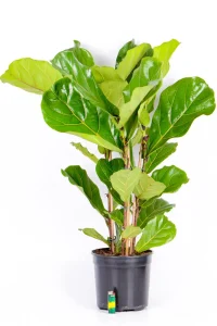 Large Multi-Stem Fiddle Leaf Fig with lighter at ht ebase to indicate size
