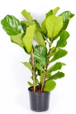 Large Multi-Stem Fiddle Leaf Fig in black pot