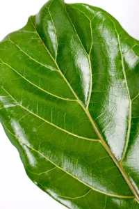 Macro shot of a Large Multi-Stem Fiddle Leaf Fig leaf