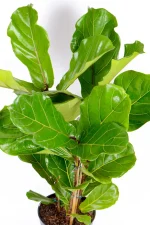 Top view of a Large Multi-Stem Fiddle Leaf Fig