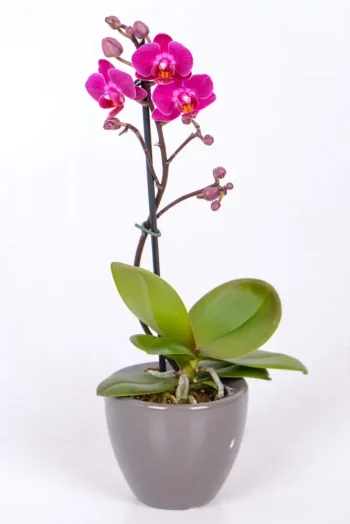 Micro Orchid with purple flowers
