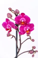 Close up of purple flowers of a Micro Orchid