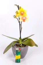 Yellow flowing Micro Orchid in brown ceramic
