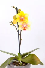 Yellow flowing Micro Orchid
