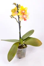 Micro Orchid in clear plastic container