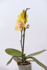 Micro orchid wiht one flowering stalk