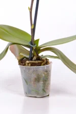 Close up of a root base on a Micro Orchid