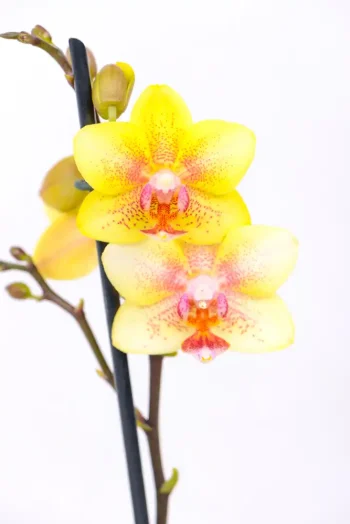 Close up of two yellow flowers of a Micro Orchid