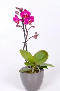 Purple flowers of a Micro Orchid