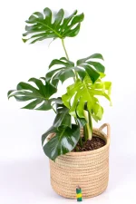 Large Leaf Monstera Deliciosa with a lighter at the base to indicate size