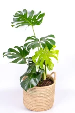 Large Leaf Monstera Deliciosa in a handwoven basket