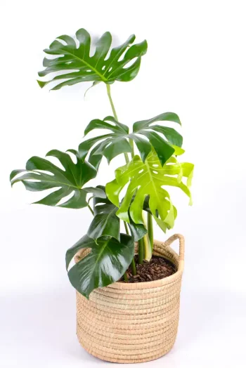 Large Leaf Monstera Deliciosa in a handwoven basket