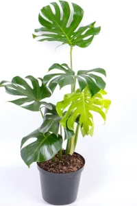 Large Leaf Monstera Deliciosa with multiple upright stems